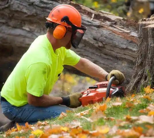 tree services McCoole